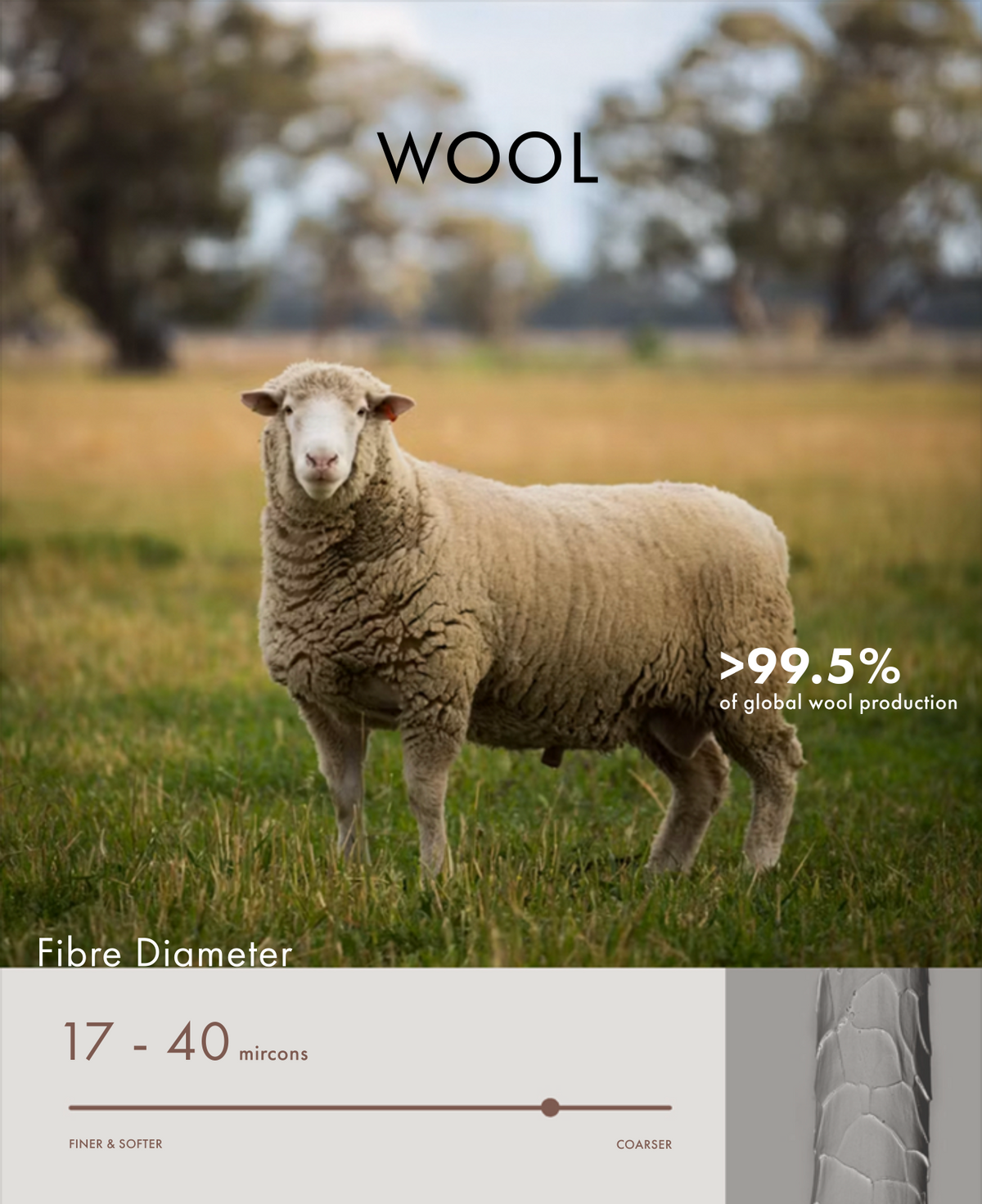 Sheep in a field with text about wool and fibre diameter.